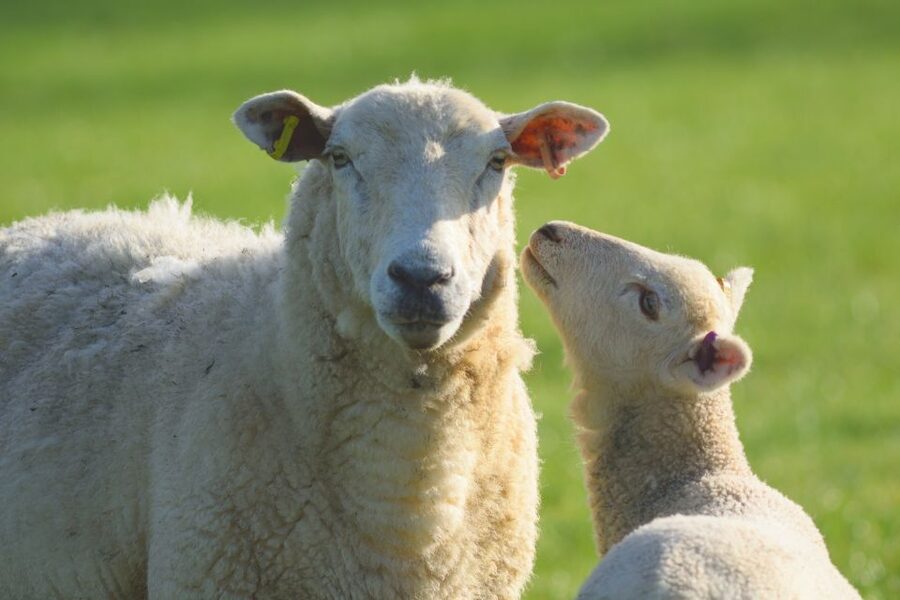 From London: Full-Day Cotswolds Small-Group Tour - At a glance
