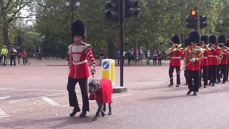London: Changing of the Guard Walking Tour - Crowds, pace and practical comfort