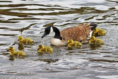 Hampton Court to Richmond River Thames Cruise