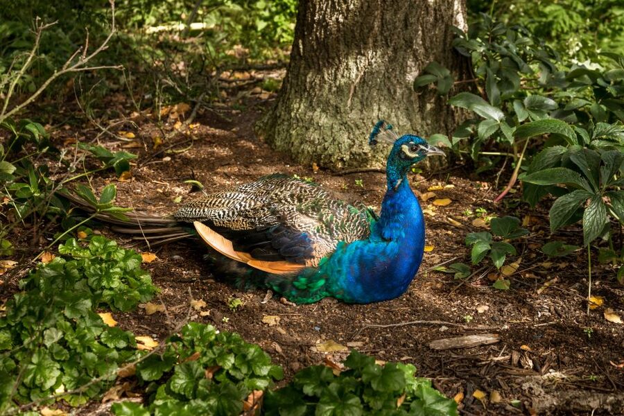 London: Kew Gardens Admission Ticket - Start with a plan, then leave room to wander