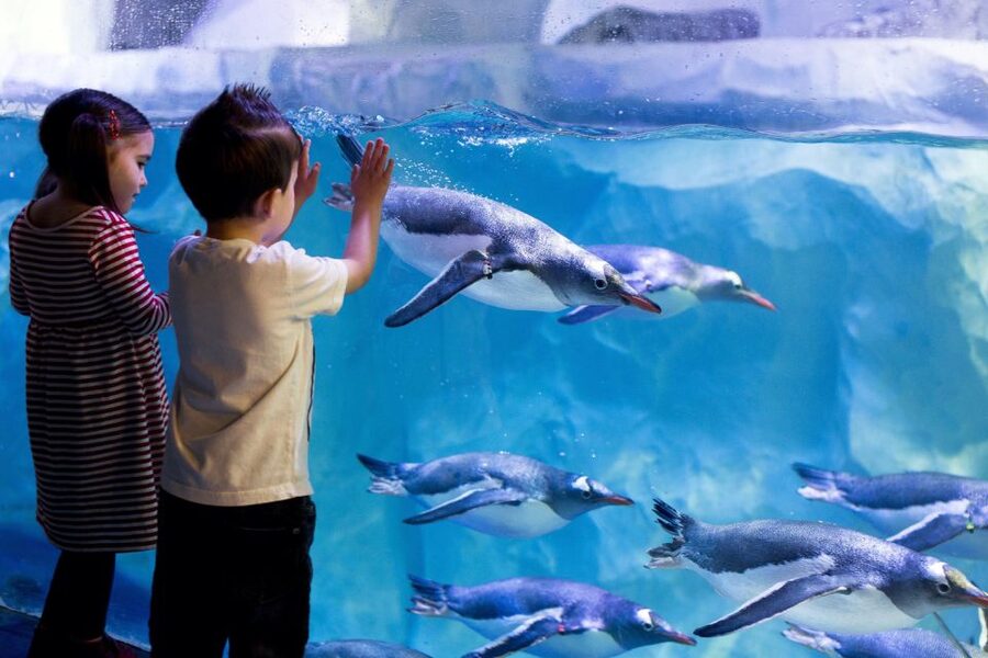London: Madame Tussauds, London Eye & SEA LIFE Combo Ticket - Make a sensible day of the three stops