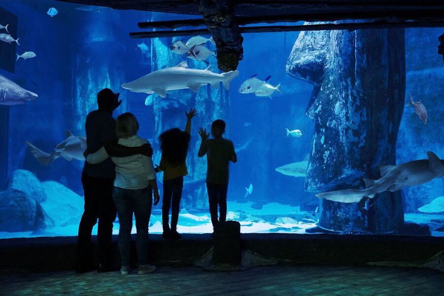 London: Madame Tussauds, London Eye & SEA LIFE Combo Ticket - Who should book this combo?