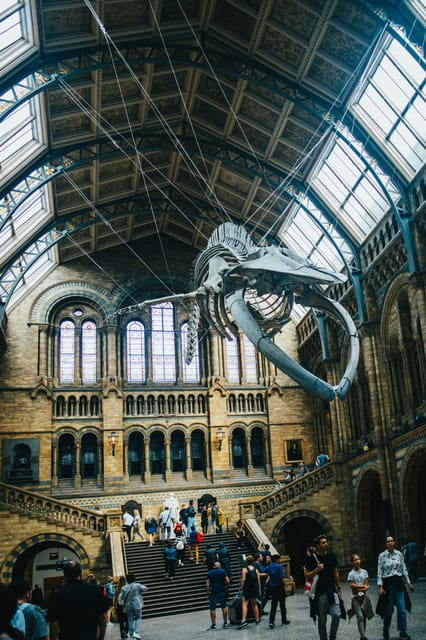 London: Natural History Museum Guided Tour - A Dodo skeleton, close enough to make extinction real