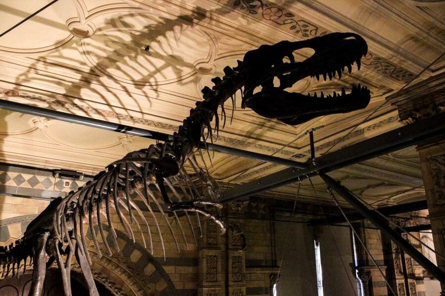 London: Natural History Museum Guided Tour - Archaeopteryx and the link between dinosaurs and birds