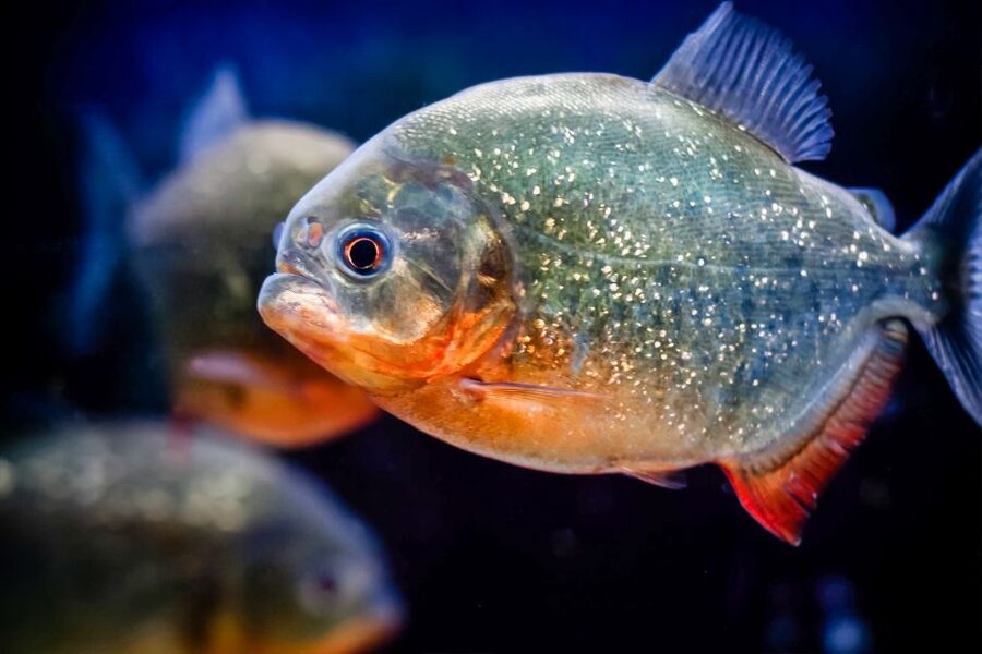 London: SEA LIFE Entry Ticket - What to Know Before You Go