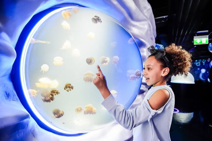 London: SEA LIFE Entry Ticket - Ice Adventure and the Gentoo Penguins