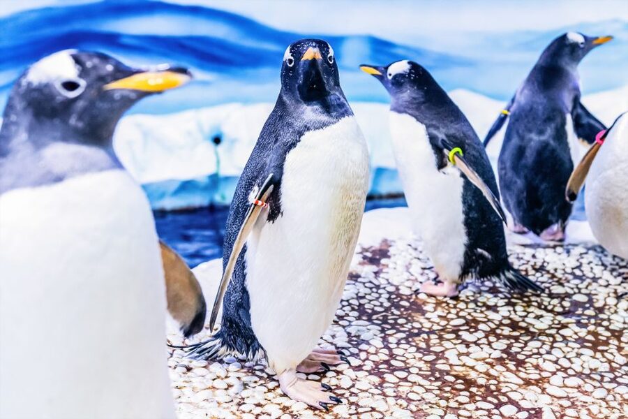 London: SEA LIFE Entry Ticket - Interactive Moments and Staff Help