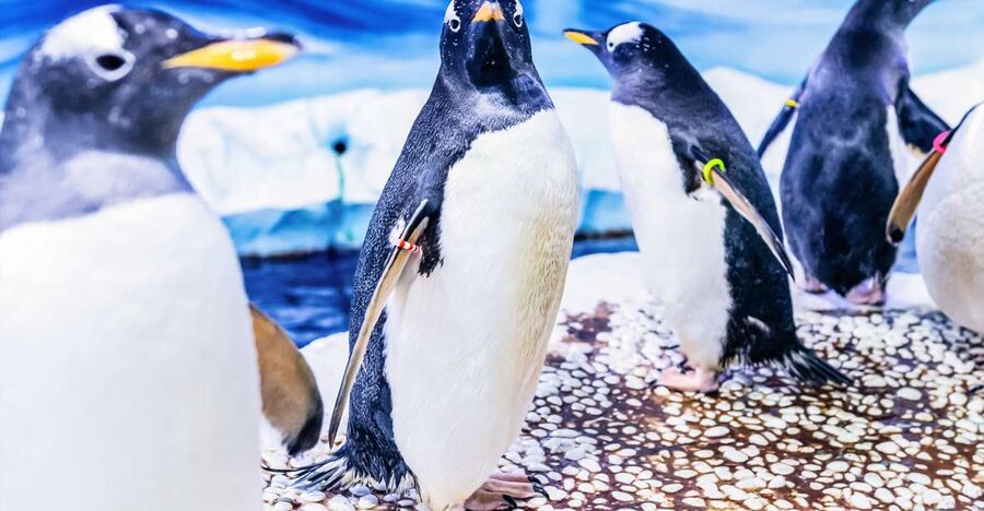 London: SEA LIFE Entry Ticket - Who Should Book SEA LIFE London?