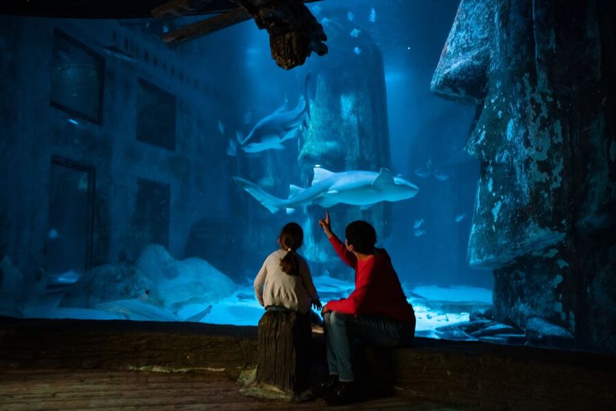 London: SEA LIFE & London Eye Combo Ticket - Is $66 good value for two attractions?