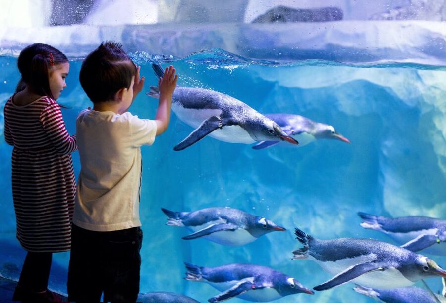 London: SEA LIFE & London Eye Combo Ticket - Should you book it?