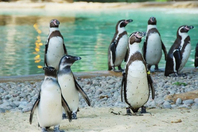 London Zoo Entry Ticket - A self-guided day at ZSL London Zoo