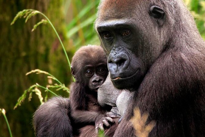 London Zoo Entry Ticket - Timing, closures and what to bring