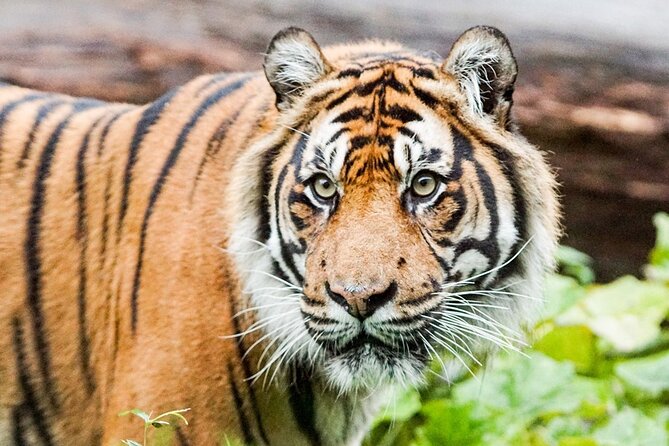 London Zoo Entry Ticket - Who will get the most from the visit