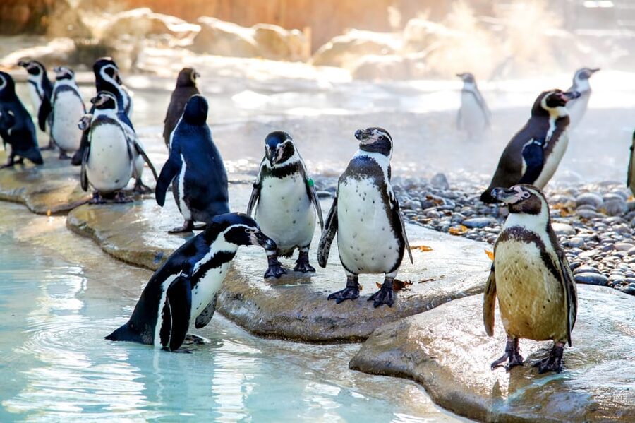 London Zoo: Entry Ticket - What the day feels like with children