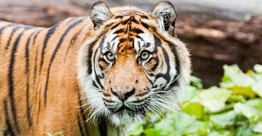 London Zoo: Entry Ticket - Weather, animal activity, and what to bring