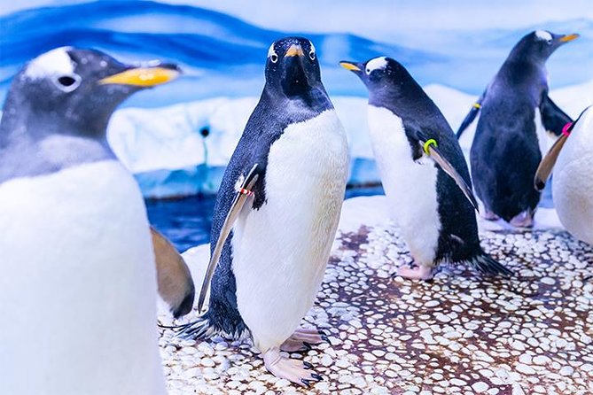 SEA LIFE London Aquarium Admission Ticket - Meet the penguins, with one temporary change